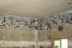 mold removal specialist Bellflower